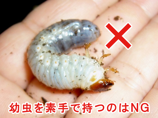 カブトムシの幼虫は素手で触らないこと