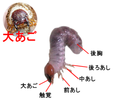 カブトムシの幼虫の体