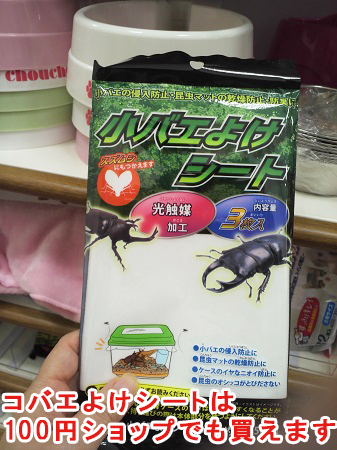 初めてのカブトムシの飼育でよくあるトラブルq A カブトムシを初めて飼育するときに読むサイト