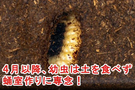 4月以降、カブトムシの幼虫は湯室づくりに専念
