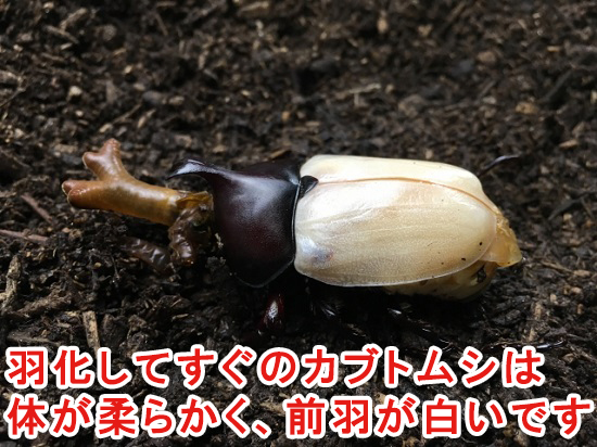 カブトムシの蛹の飼育でやってはいけない3つのこと 失敗しない秘訣を解説 カブトムシを初めて飼育するときに読むサイト