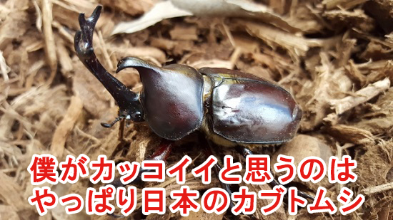 日本のカブトムシ