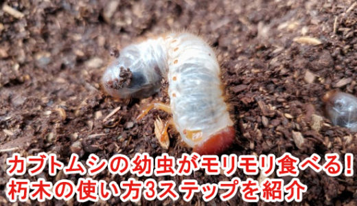 カブトムシの幼虫がモリモリ食べる！朽木の使い方3ステップを紹介
