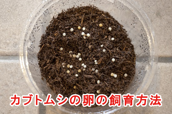 カブトムシの卵の飼育方法